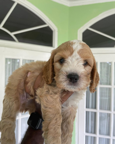 Cockapoo Pups 1st Vaccine Given 7 Weeks 