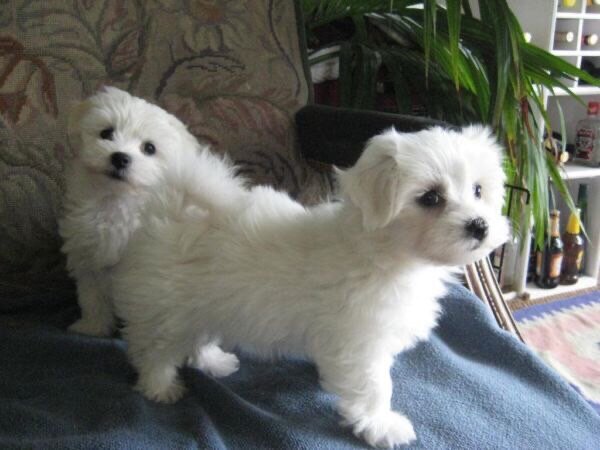 Adorable Pedigree Maltese Puppies