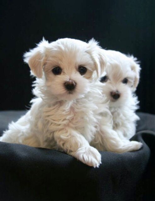 Adorable Pedigree Maltese Puppies