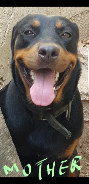 Rottweiler Mix With Pittbull