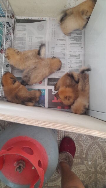 Purebred Pomeranian Puppies Available 11 Weeks Old