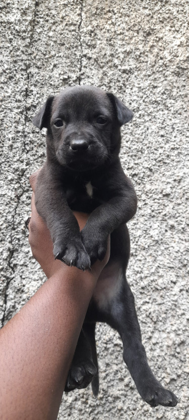 6weeks Malapit Puppies For Sale 