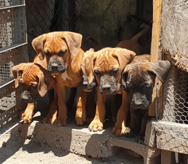 12 Weeks Large Hybrid Mastiff Pups Forsale