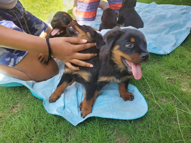 Rottweiler Puppies Male