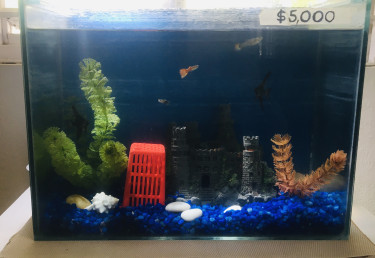 Fish Tank With Fish & Accessories + Led Desklamp