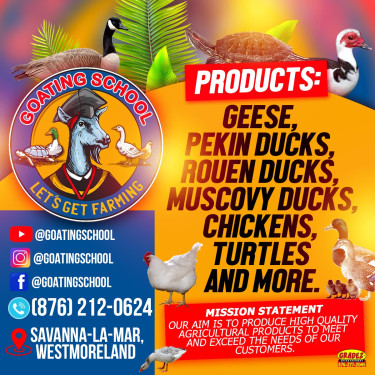 Guinea Chicks For Sale In Jamaica