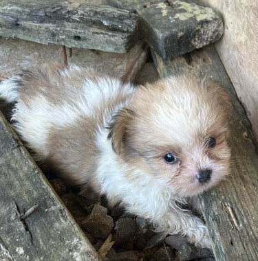 Shitzu Pomeranian  Puppy For Sale $50000