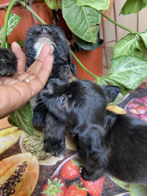 Shitzu Poodles Mixed With Pomeranian 8768350277