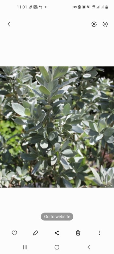 BEAUTIFUL SILVER BUTTONWOOD PLANTS FOR SALE 