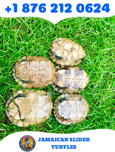 Pet Turtles (Perfect Pet For Your Child)
