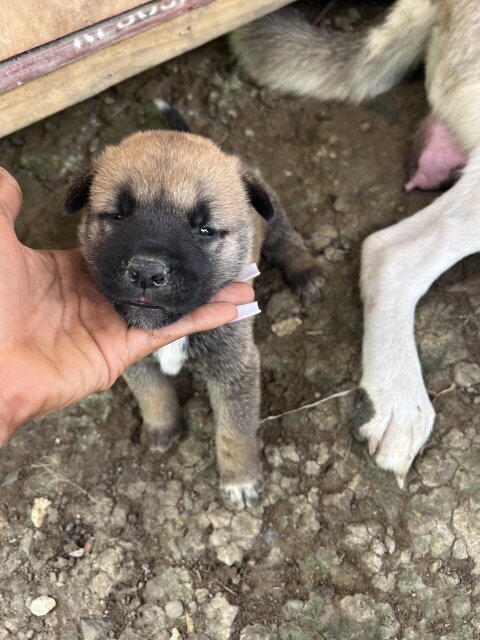 Akita German Shepherd Puppies For Sale