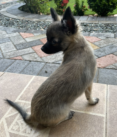 Purebred Male Chihuahua For Sale