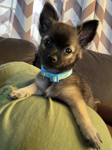 Purebred Male Chihuahua For Sale