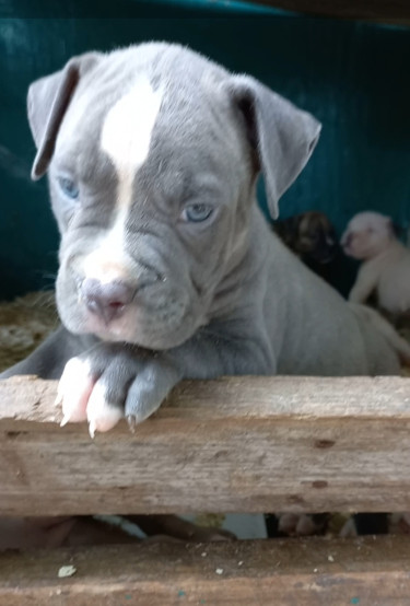 American Bully Puppies 