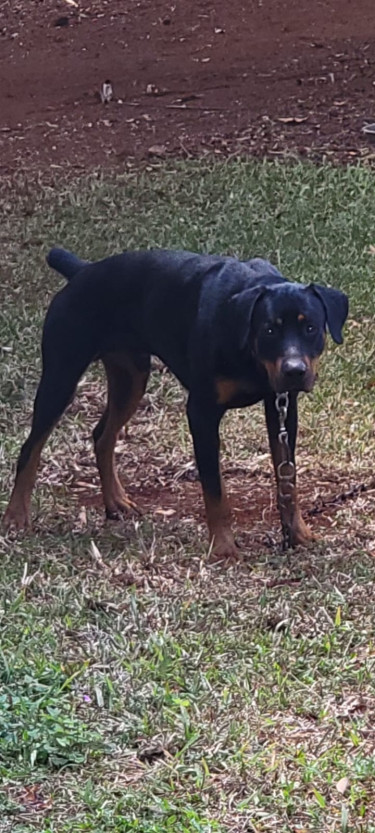 For Sale:Doberman Mixed With Rottweiler Male
