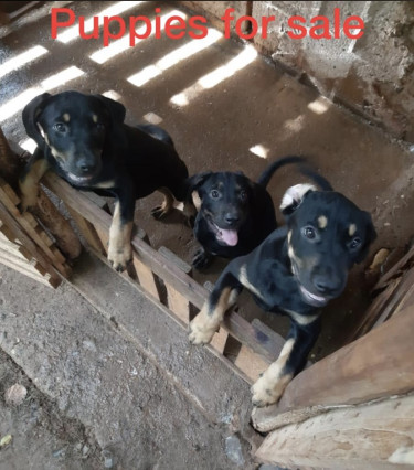 “Pitbull-Rottweiler” Puppies For Sale