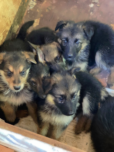 Purebred German Shepherd Pups For Sale 