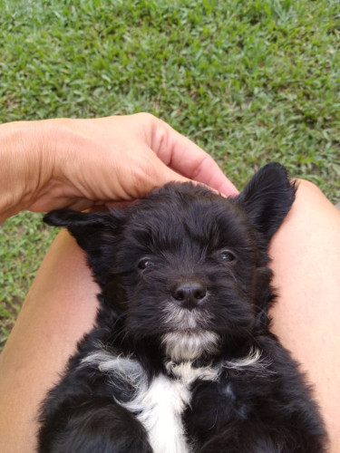 Male And Female Shihpoo Puppies 