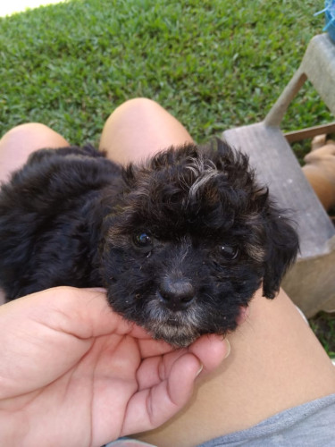 Male And Female Shihpoo Puppies 
