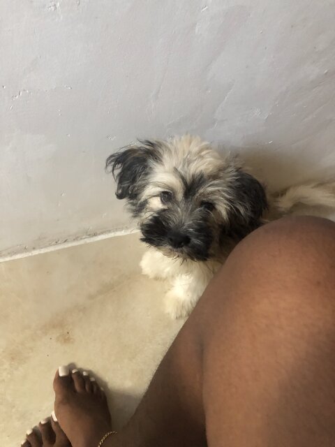 PUPPY FOR SALE