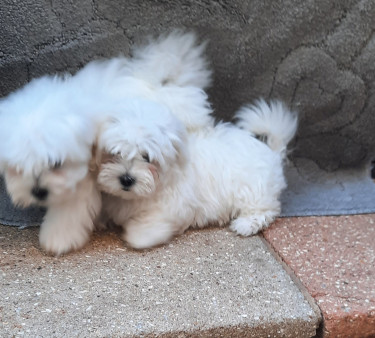 Adorable Maltese Puppy For Sale