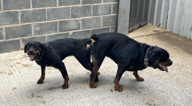 Rottweiler Puppy Available Now For Sale 