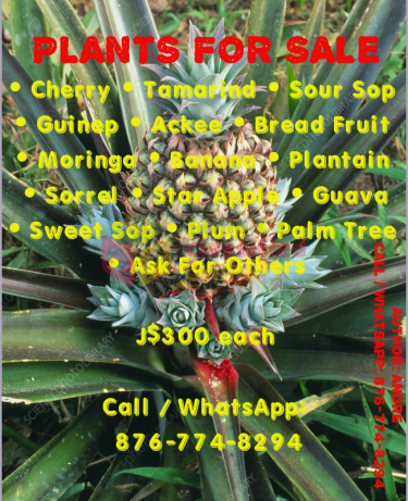 PLANTS FOR SALE - FRUITS PLANTS Other Market JoelServices