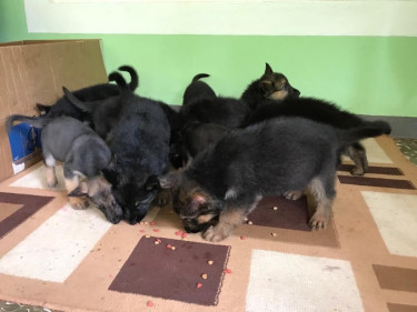 German Shepherds Pups 