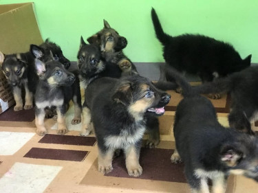 German Shepherds Pups 