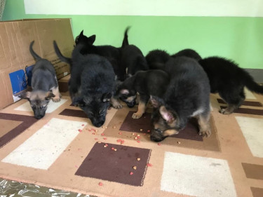 German Shepherds Pups 
