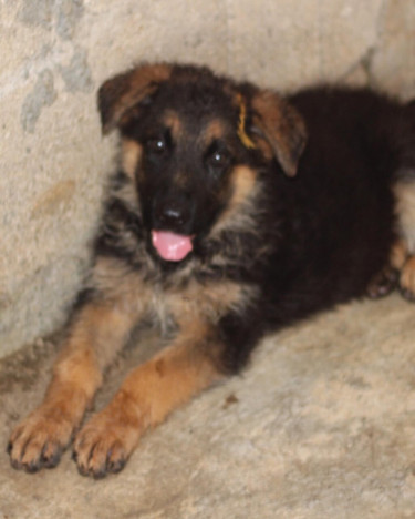 German Shepherds Pups 