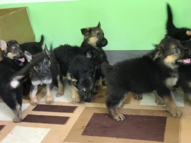 German Shepherds Pups 