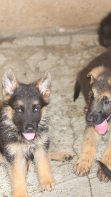 German Shepherds Pups 