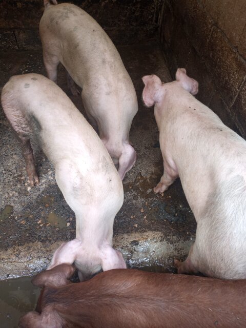 Pigs