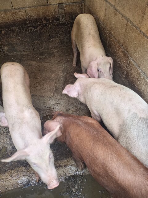 Pigs
