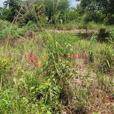 Title In Hand....1.65 Acre In Nain St Elizabeth 