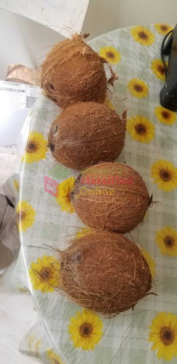 Dry Coconuts Other Market 26 Lindsay Crescent