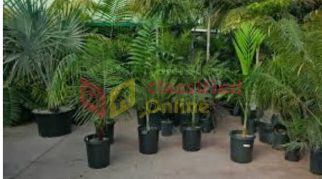 Palm/ Christmas Palms For Sale