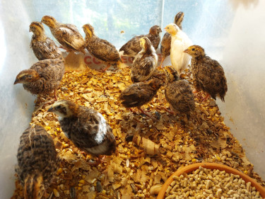 1 Month Old Quail For Sale. $500 Each