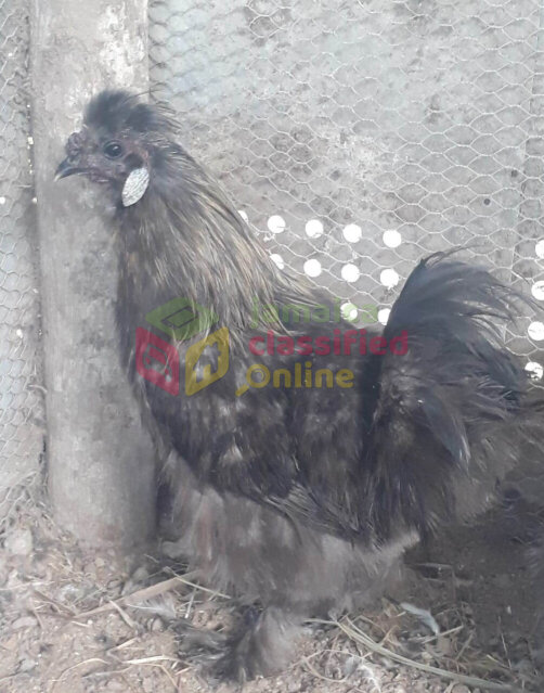 Purebred Silkie Roosters And Frizzle Silkies