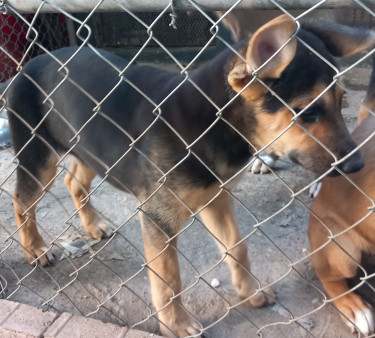 Unregistered Female Shepherd/Akita Mix Puppy  Dogs Constant Spring Gardens