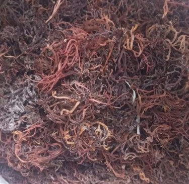 Start Your Sea Moss Business Online &Earn