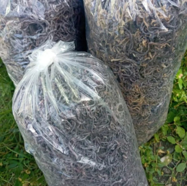 Start Your Sea Moss Business Online &Earn