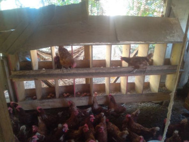 Nesting Boxes For Sale