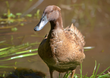 Khaki Campbell Ducks 