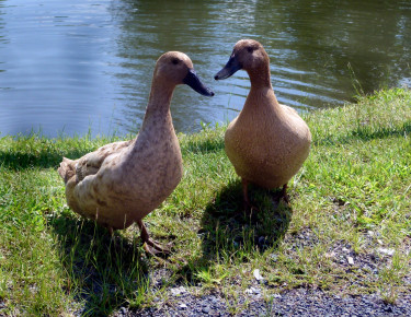 Khaki Campbell Ducks 