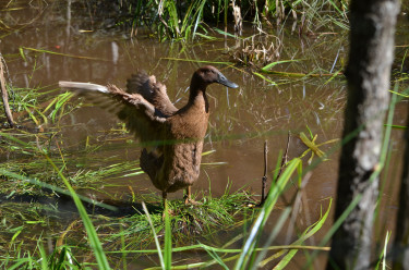 Khaki Campbell Ducks 