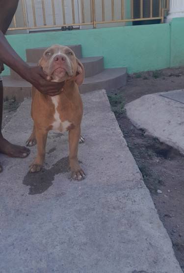 AMERICAN BULLY PUPS AVAILABLE (STANDARD SIZE)