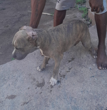AMERICAN BULLY PUPS AVAILABLE (STANDARD SIZE)