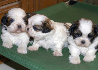 Shih Tzu Puppies Available For Adoption
